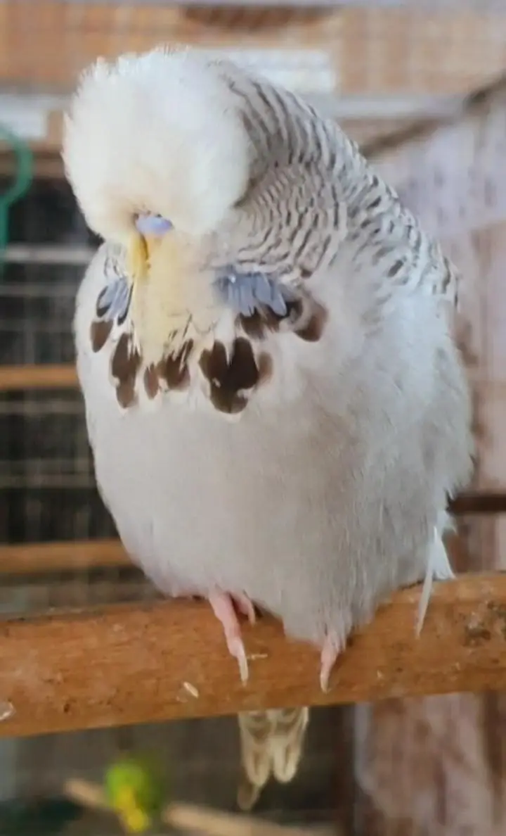 exhibition budgies — photo 2