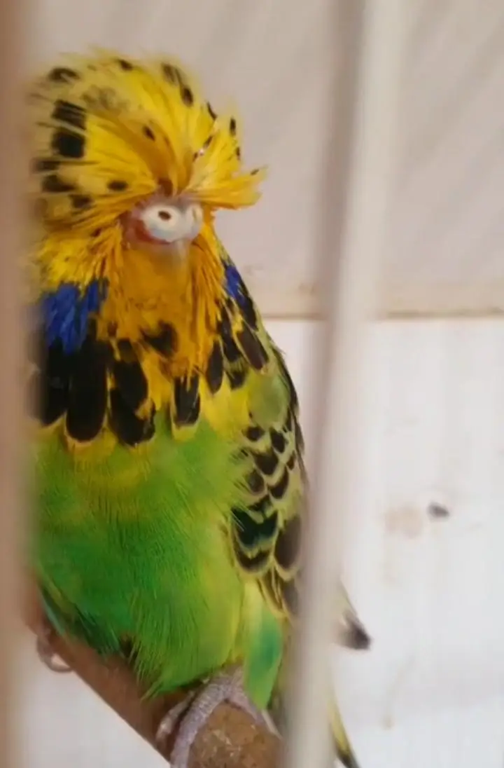 exhibition budgies — photo 3