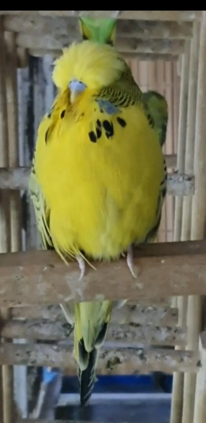 exhibition budgies — photo 4