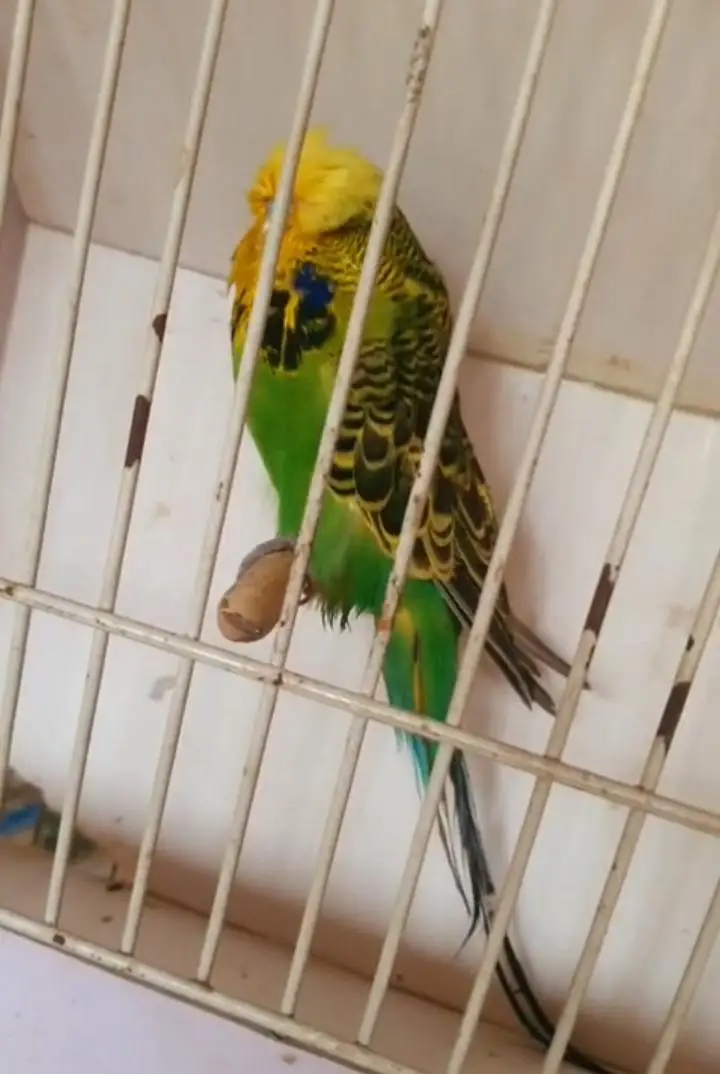 exhibition budgies — photo 5