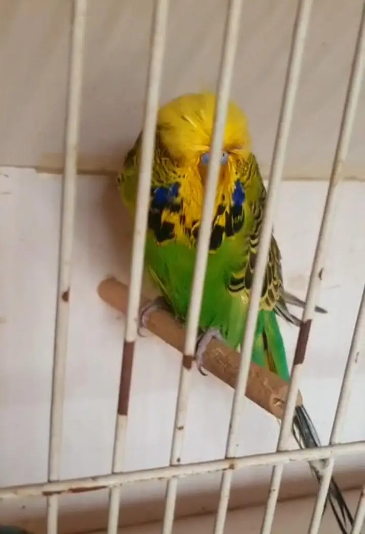 exhibition budgies — photo 6