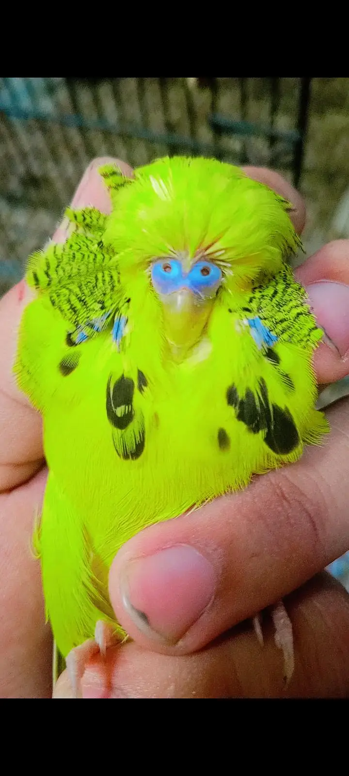 exhibition budgies — photo 7