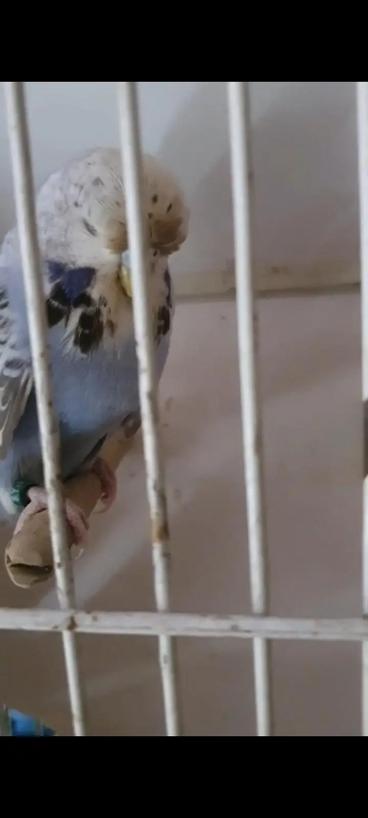 exhibition budgies — photo 8