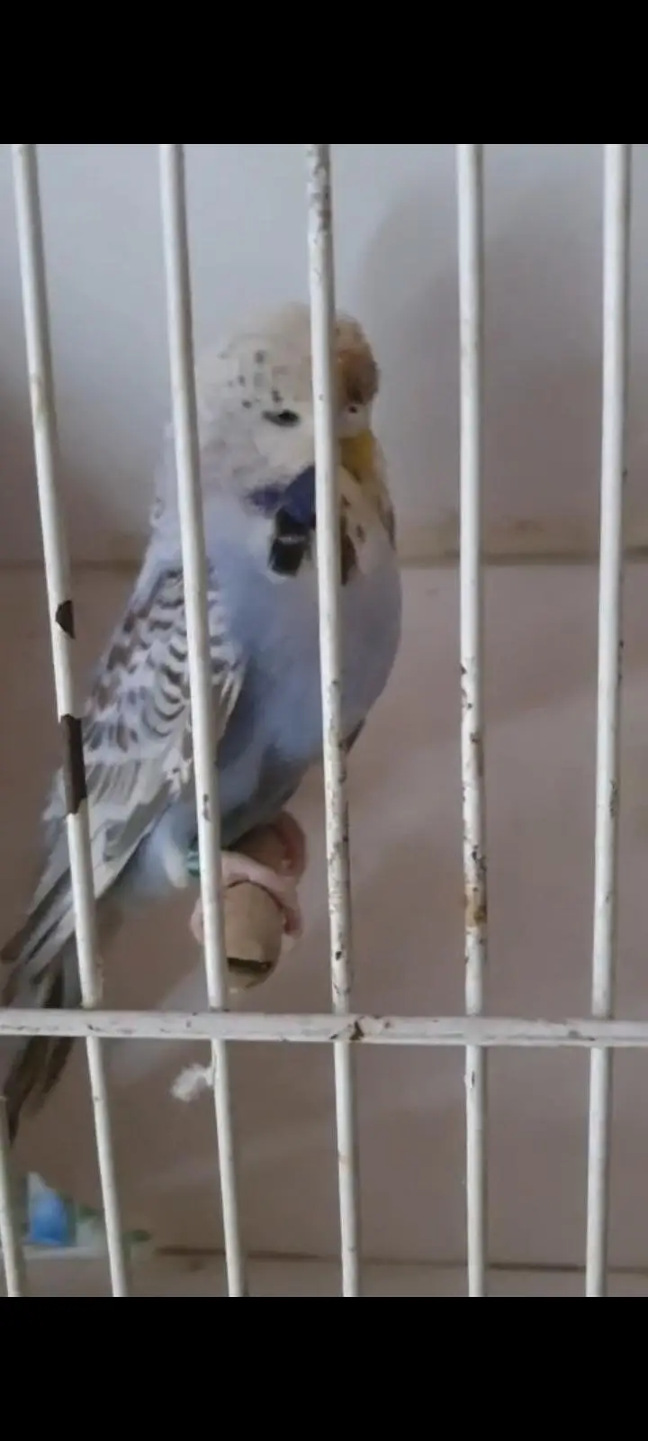 exhibition budgies — photo 9