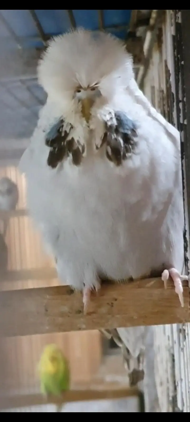 exhibition budgies — photo 10