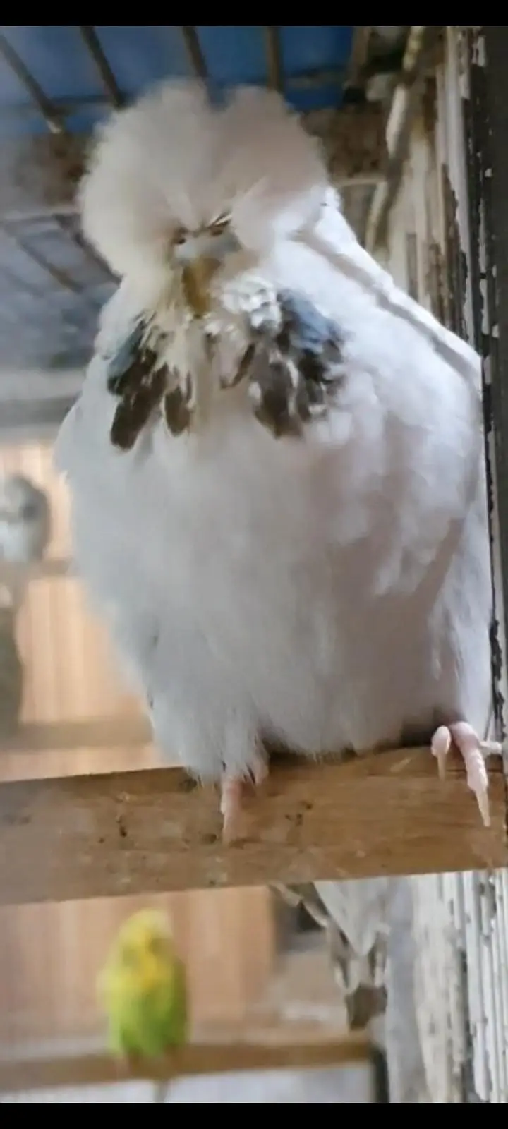 exhibition budgies — photo 11