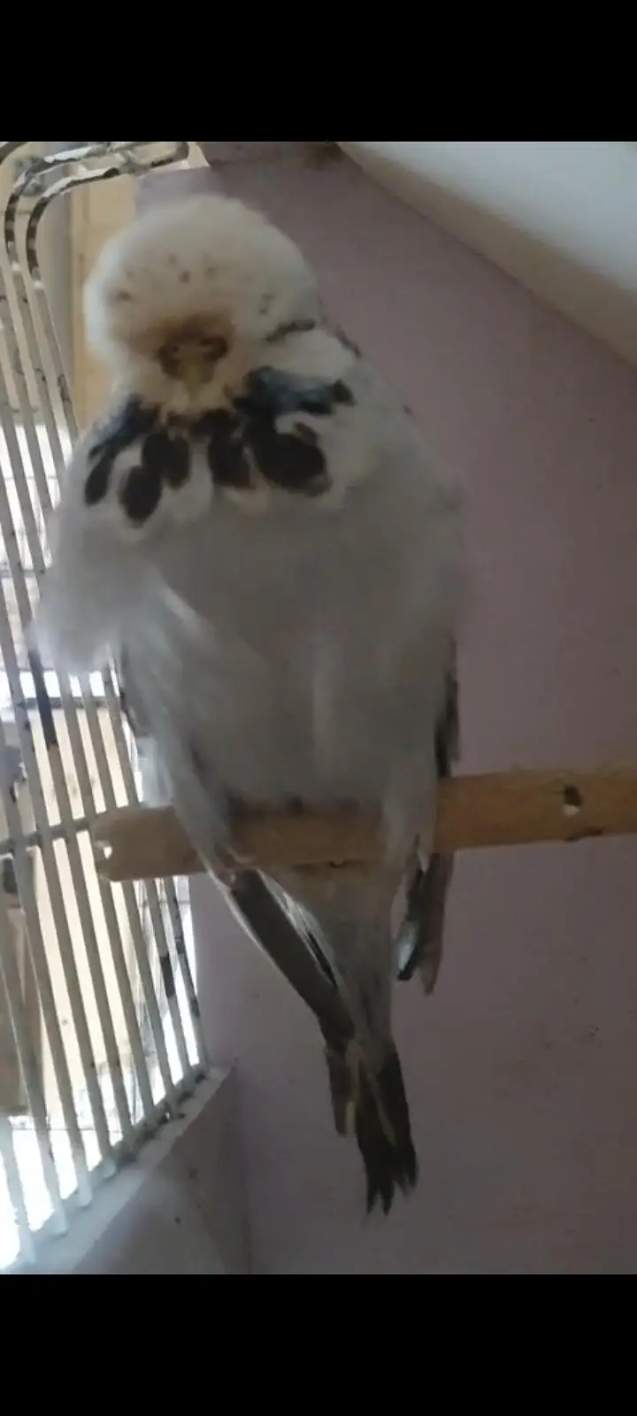 exhibition budgies — photo 12