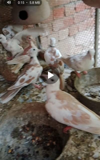 fakhta Breeding pairs