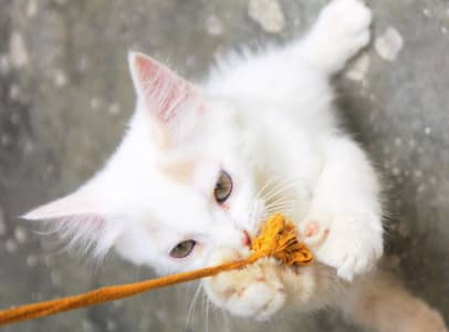 Persian Kitten's Full Fluffy
