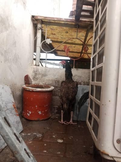 4 chicks and 1 pair aseeel murga or murgi