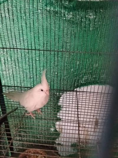 female healthy and ready for breading