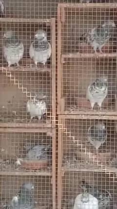 pigeons for sale