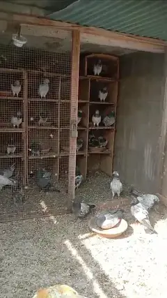pigeons for sale — photo 2