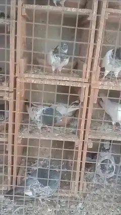 pigeons for sale — photo 3