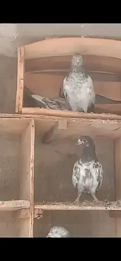 pigeons for sale — photo 4