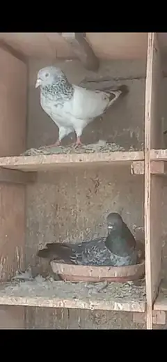 pigeons for sale — photo 5