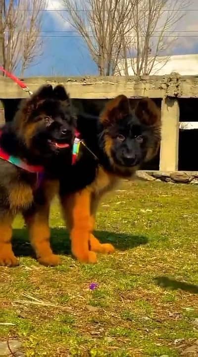 German shepherd puppies contact WhatsApmy WhatsAp o34379937one5