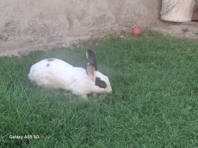 Cute rabbits