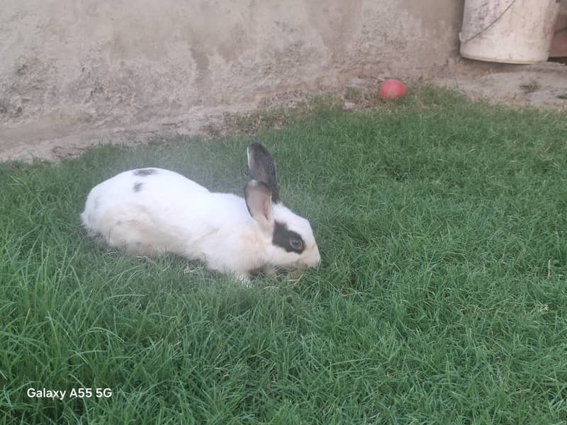 Cute rabbits 0