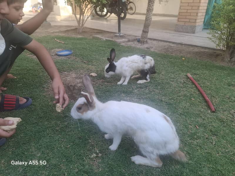 Cute rabbits 1