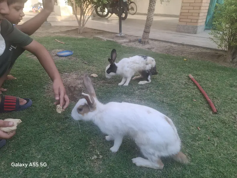 Cute rabbits — photo 2