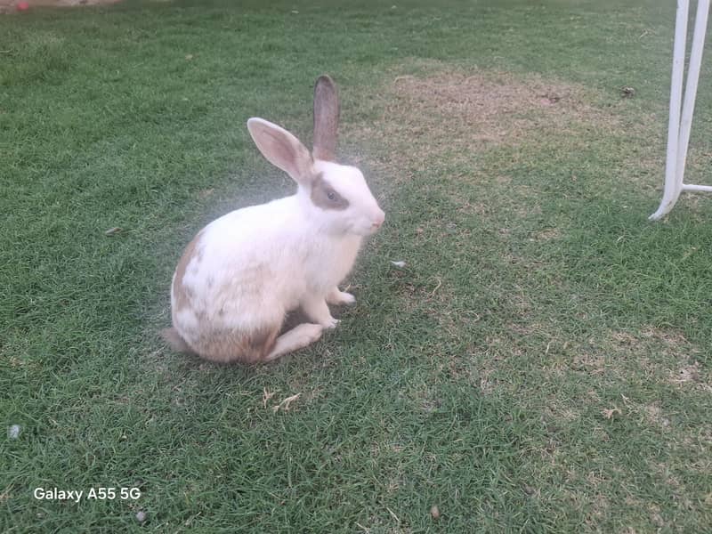 Cute rabbits 2