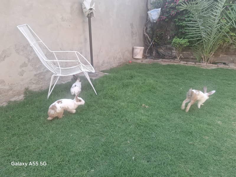 Cute rabbits 3