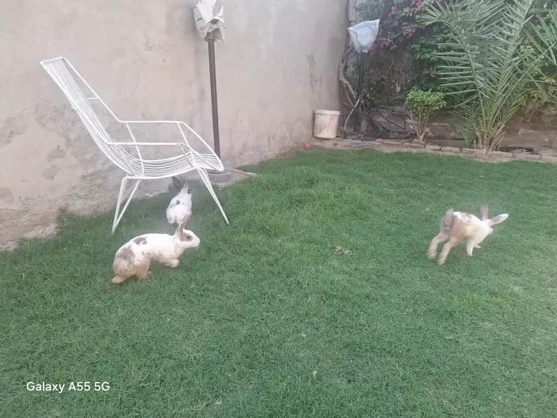 Cute rabbits — photo 4
