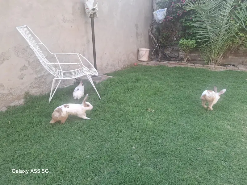 Cute rabbits — photo 5