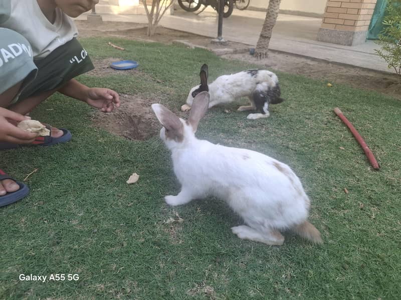 Cute rabbits 5