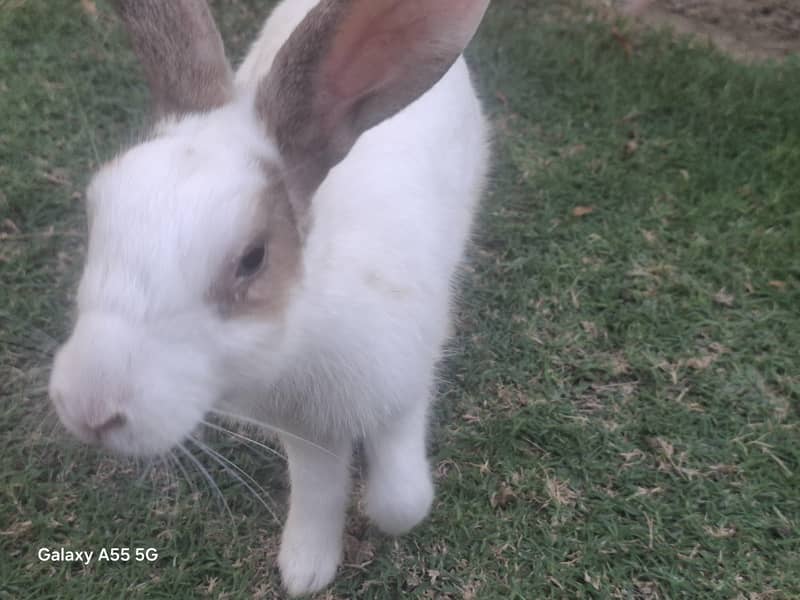 Cute rabbits 6