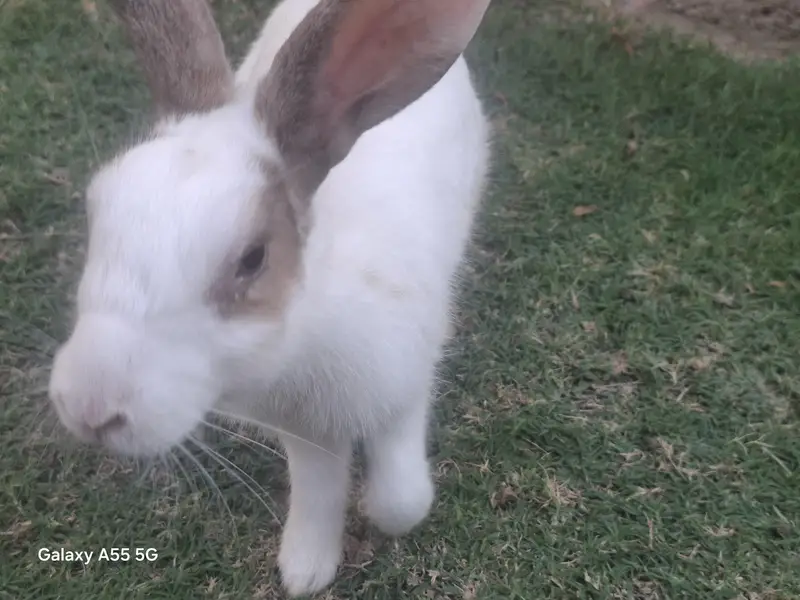 Cute rabbits — photo 7