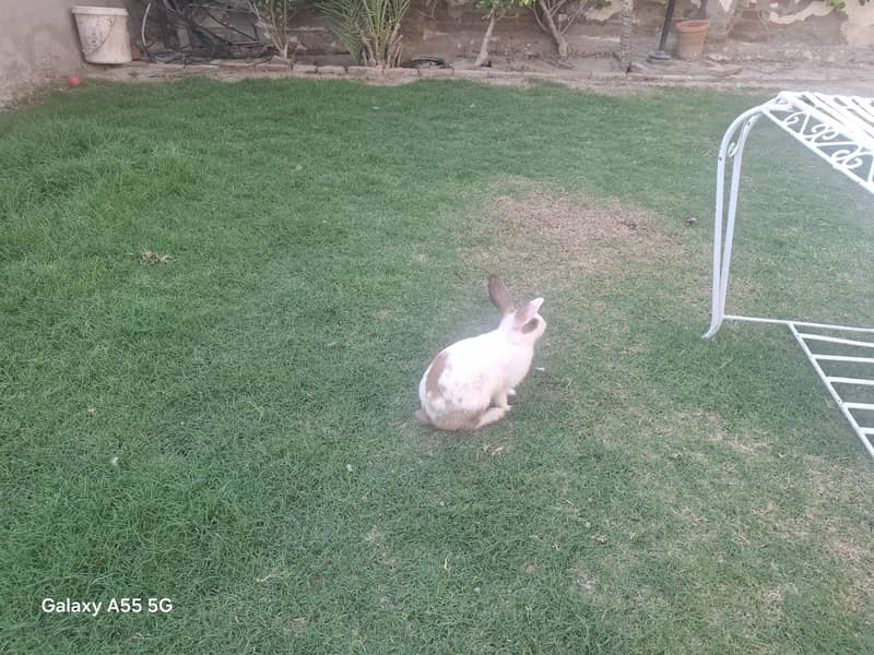 Cute rabbits 7