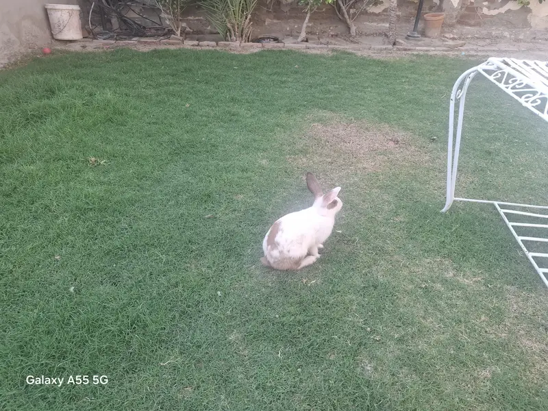 Cute rabbits — photo 8