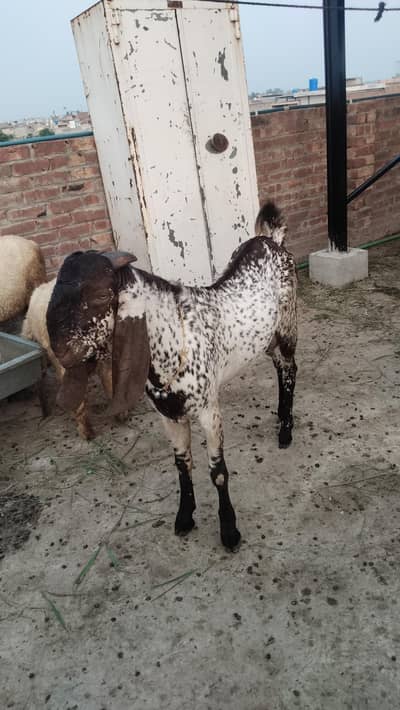 baredar makhi chena Bakra for sail hai