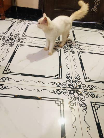 percian adult cat for sale on heat