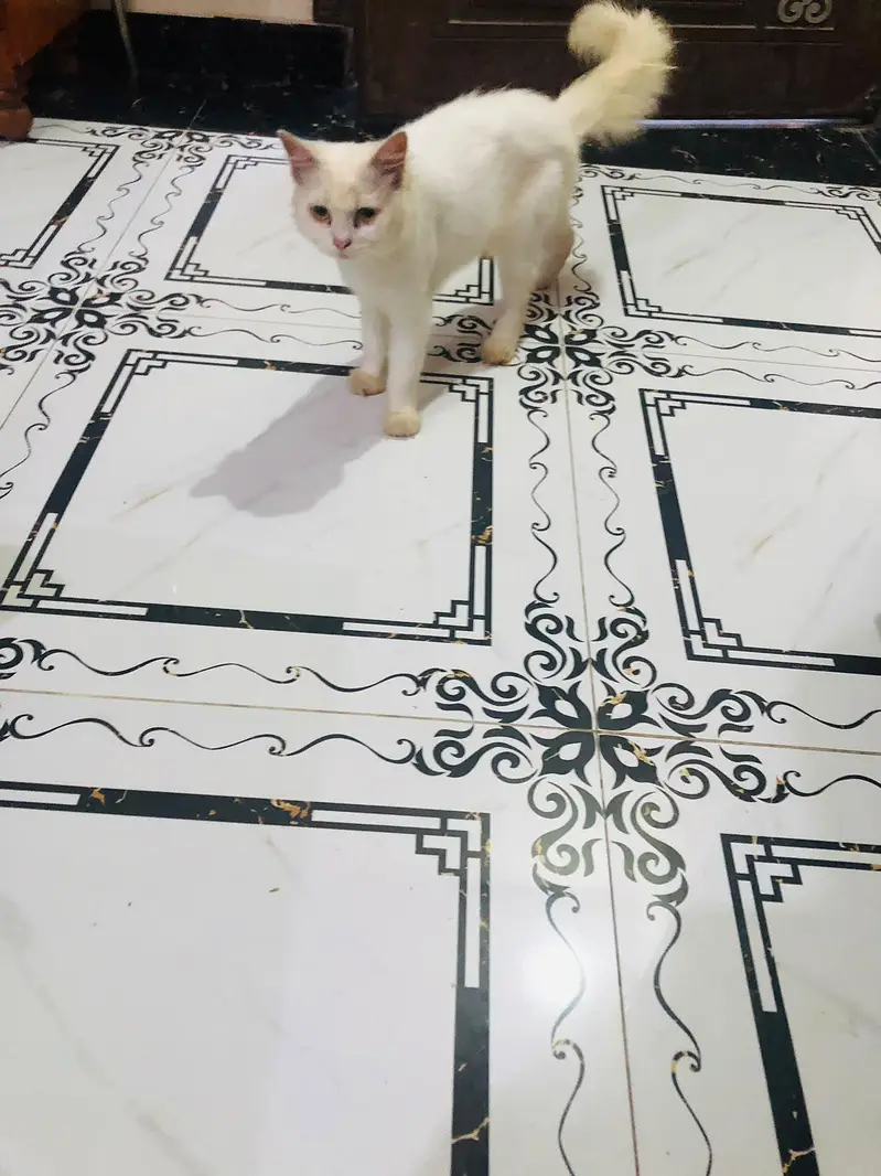 percian adult cat for sale on heat — photo 2