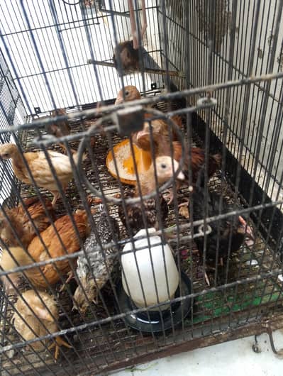 desi 1 month old chicks
