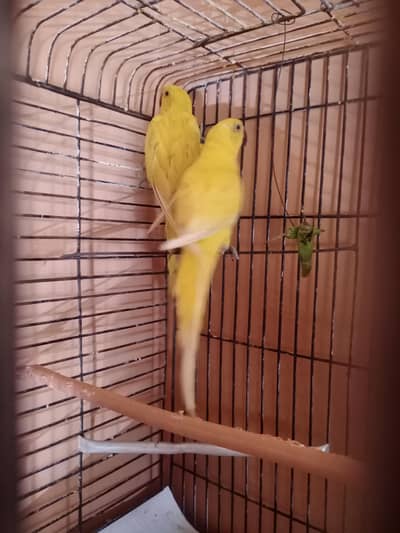 Yellow ringneck pathay 5+6month