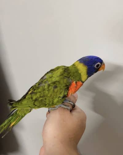 Lory self chick