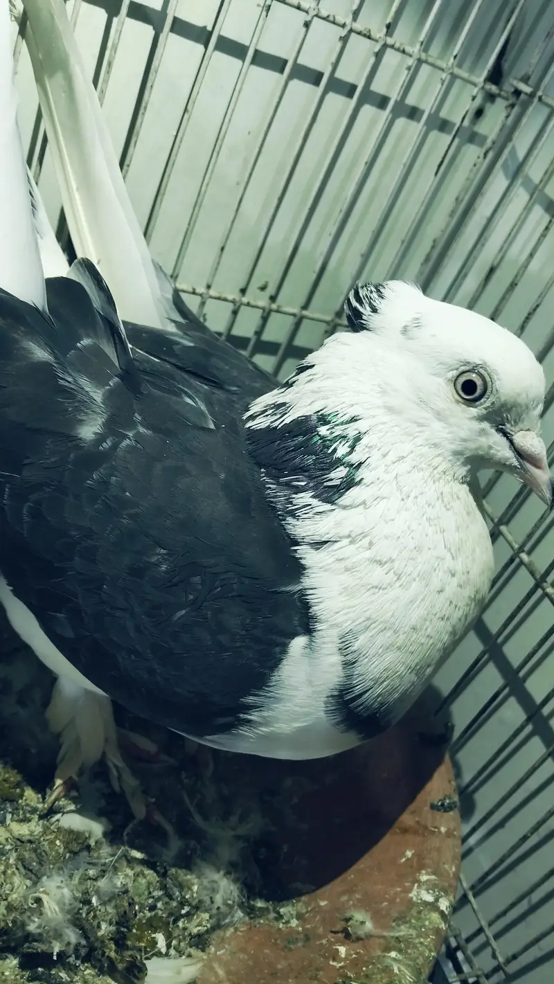 pigeon