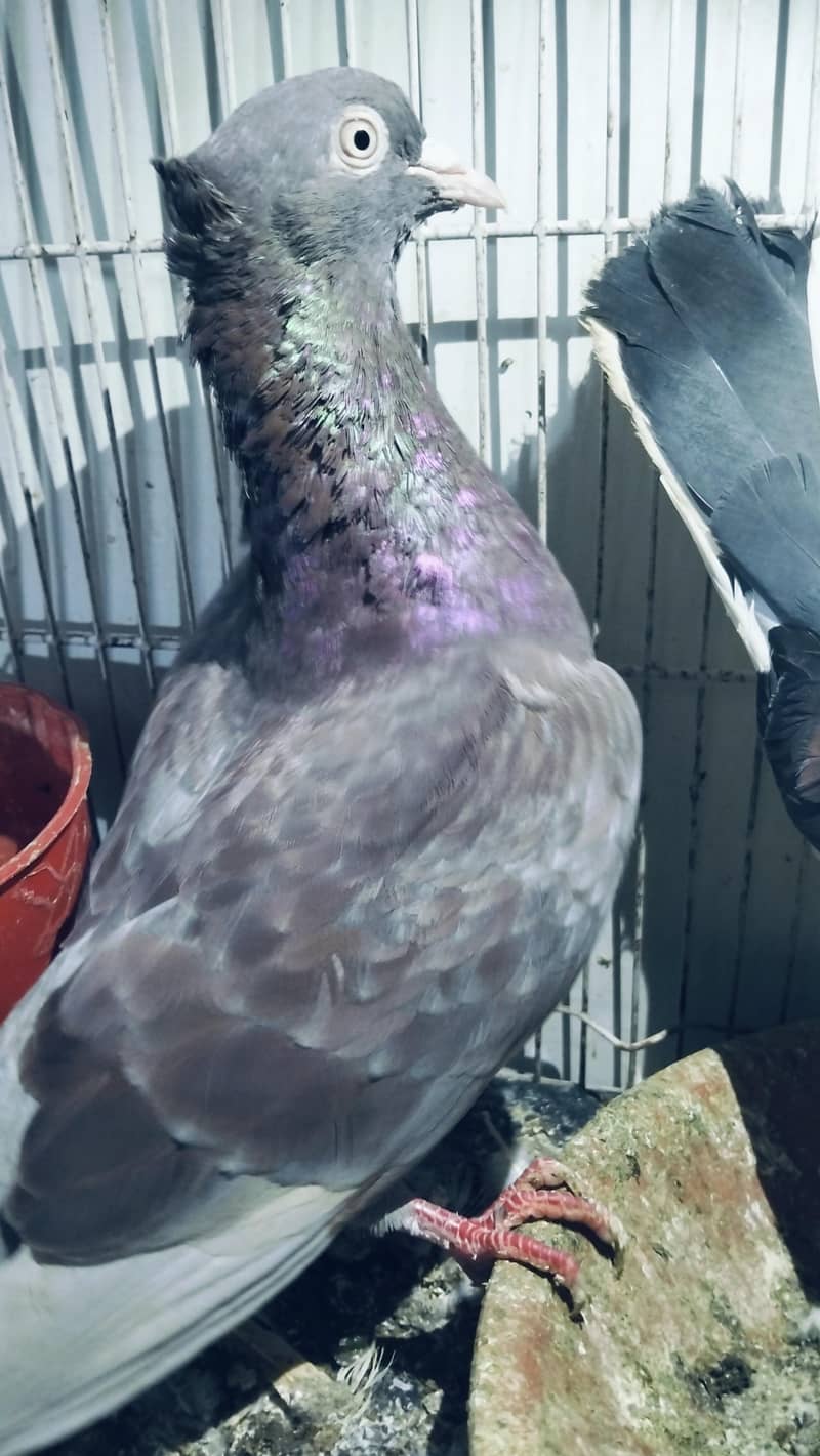 pigeon 1