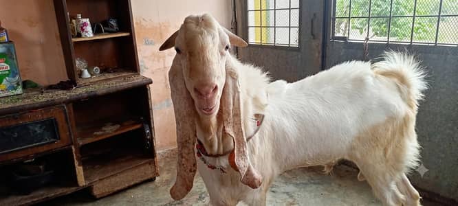 gulabi breedar