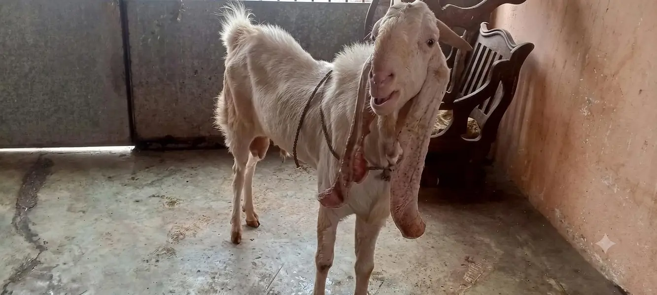 gulabi breedar — photo 2