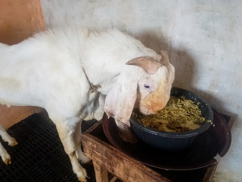 gulabi breedar — photo 3