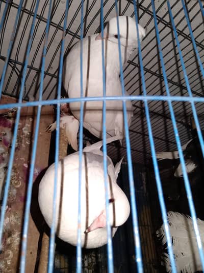 Lucky pegion for sale 2 pairs breader pair hai helaty active