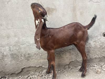 Beetal Bakri -- Nagra Beetal nasali pathay 3 months available for sale
