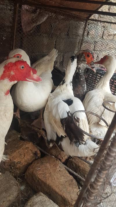 Russian white ducks breeder looking for new shelter