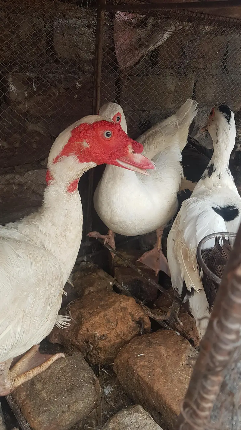 Russian white ducks breeder looking for new shelter — photo 2