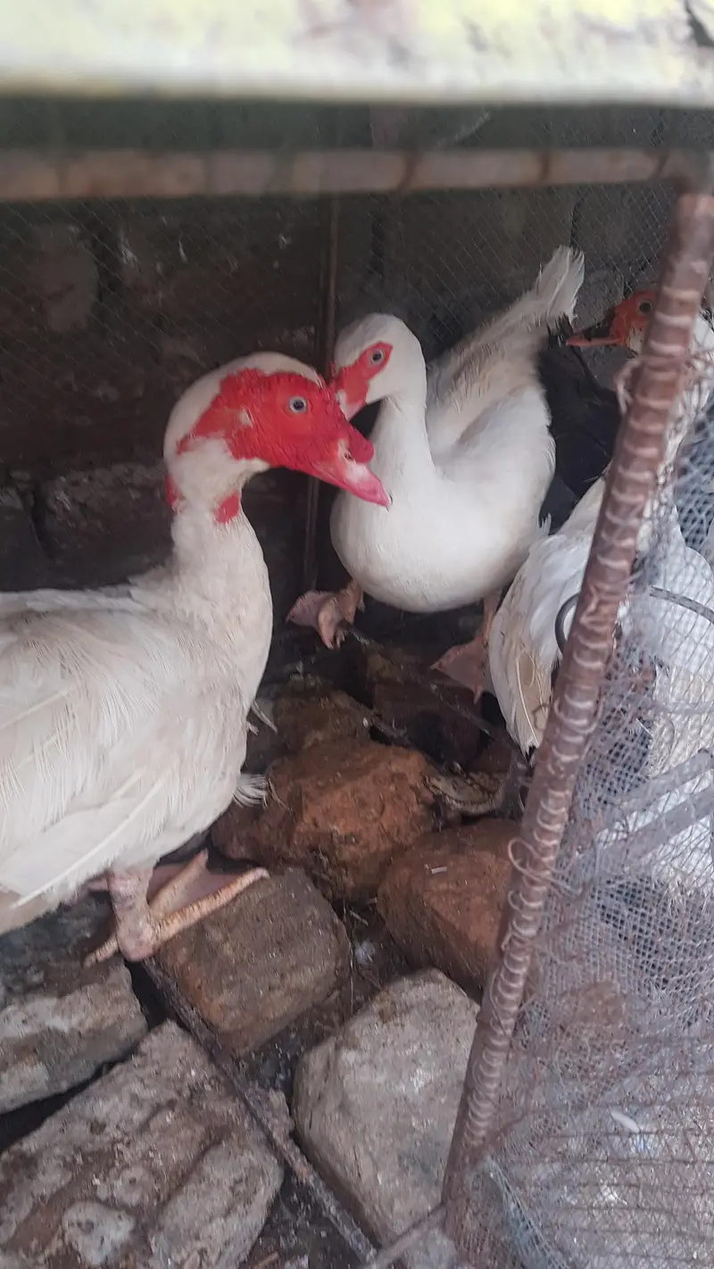 Russian white ducks breeder looking for new shelter — photo 3